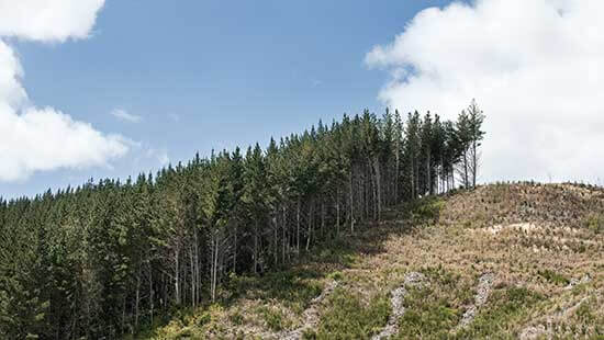 Sicaro-Radiata-Pine-Forest-550x310 Sicaro USA Sustainalbe wood