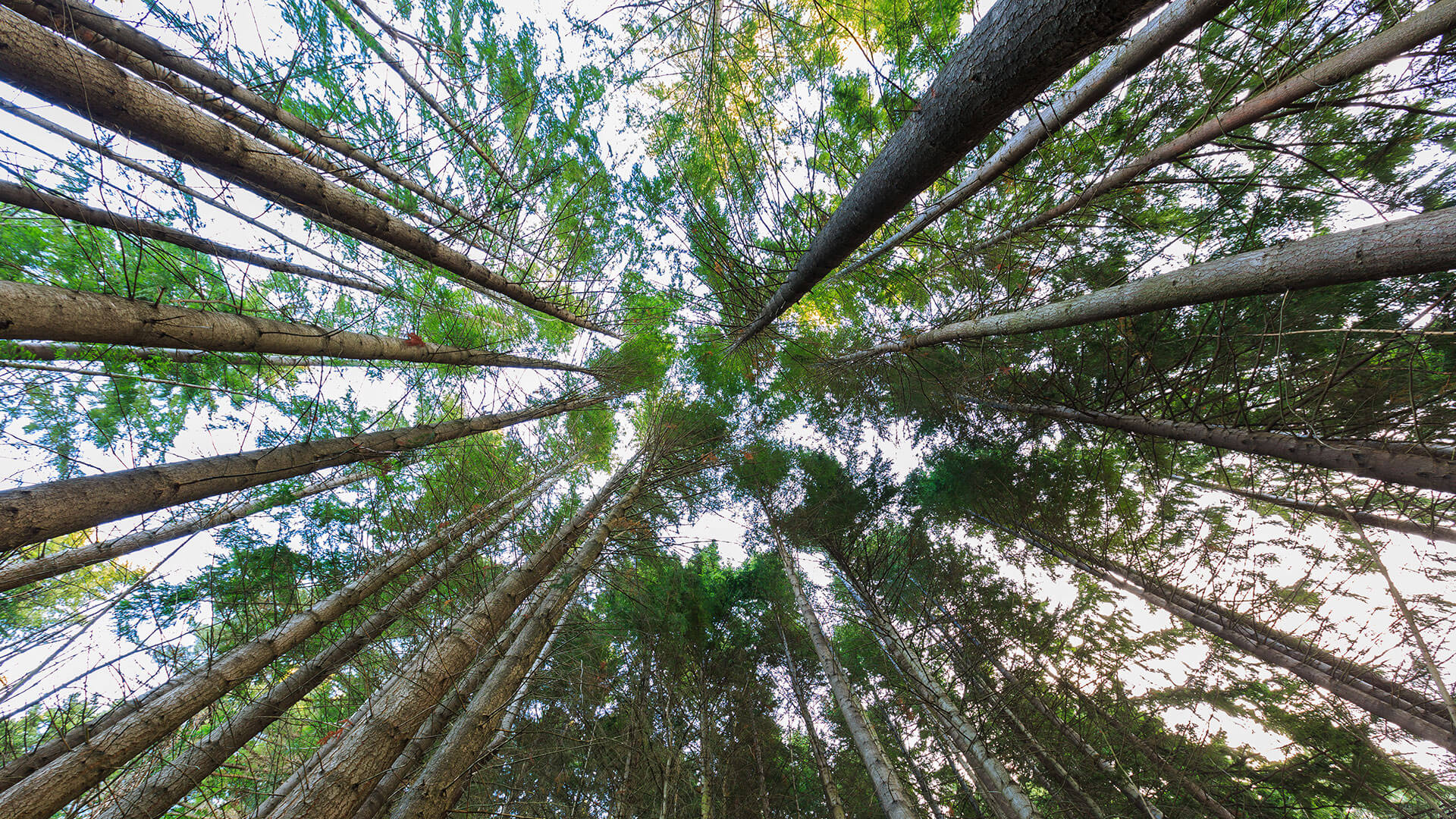 Sicaro-Sustainability-Forest Sicaro USA decking